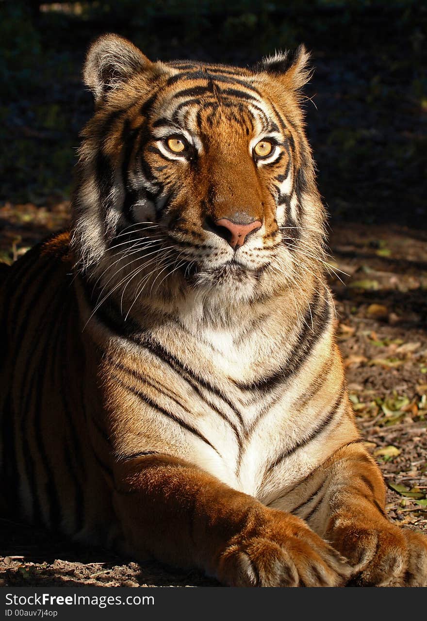 Female Tiger