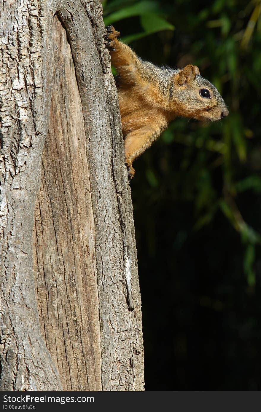 A squirrel on the side of the tree looking out. A squirrel on the side of the tree looking out.