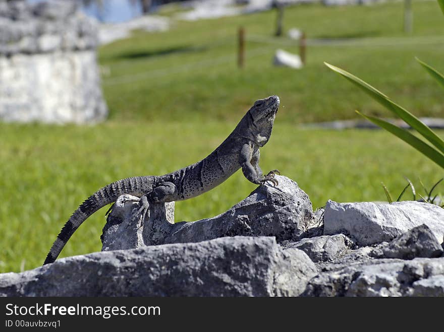 Iguana in the sun, Tulum Mexico. Iguana in the sun, Tulum Mexico