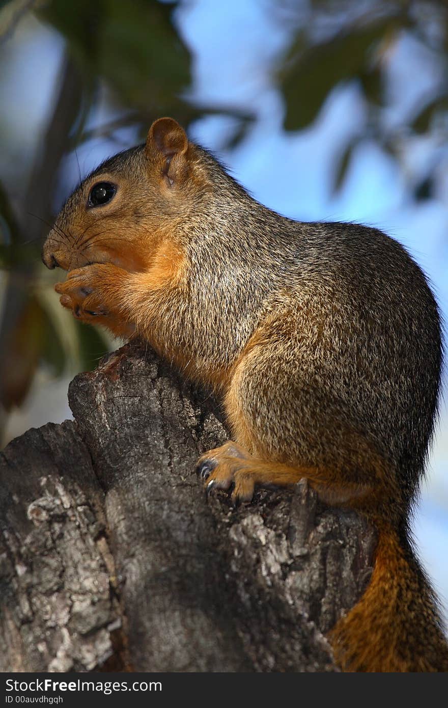 Squirrel sitting in a tree eating an acorn. Squirrel sitting in a tree eating an acorn