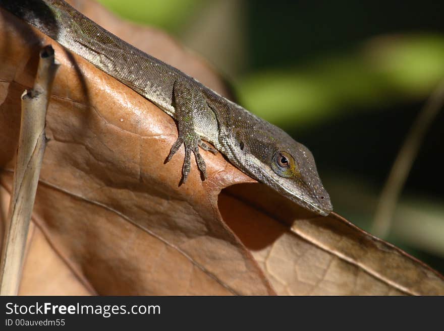 Anole catching the sun