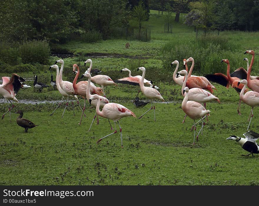 Family of Pink Flamingos