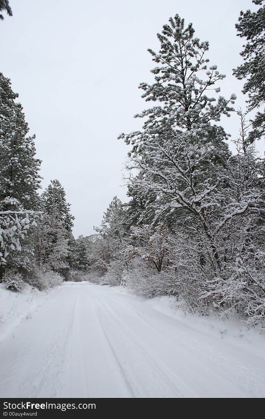 Snowy Road