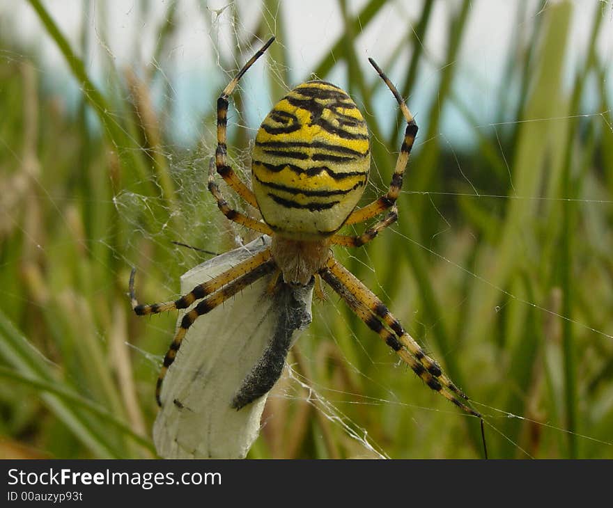 Spider with his prey -  butterfly