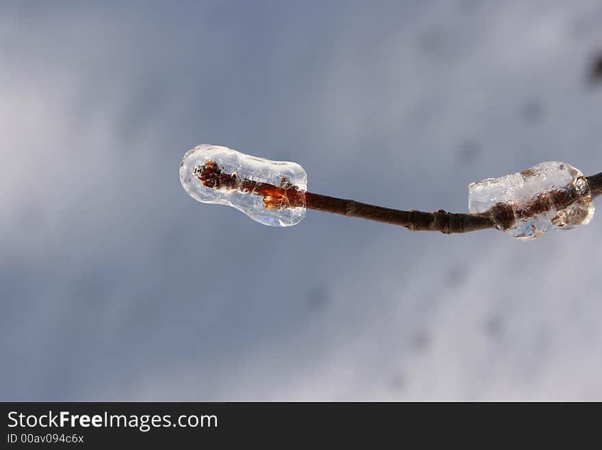 The results of the snow and ice storm that hit St. Louis, Missouri early in the winter of 2006