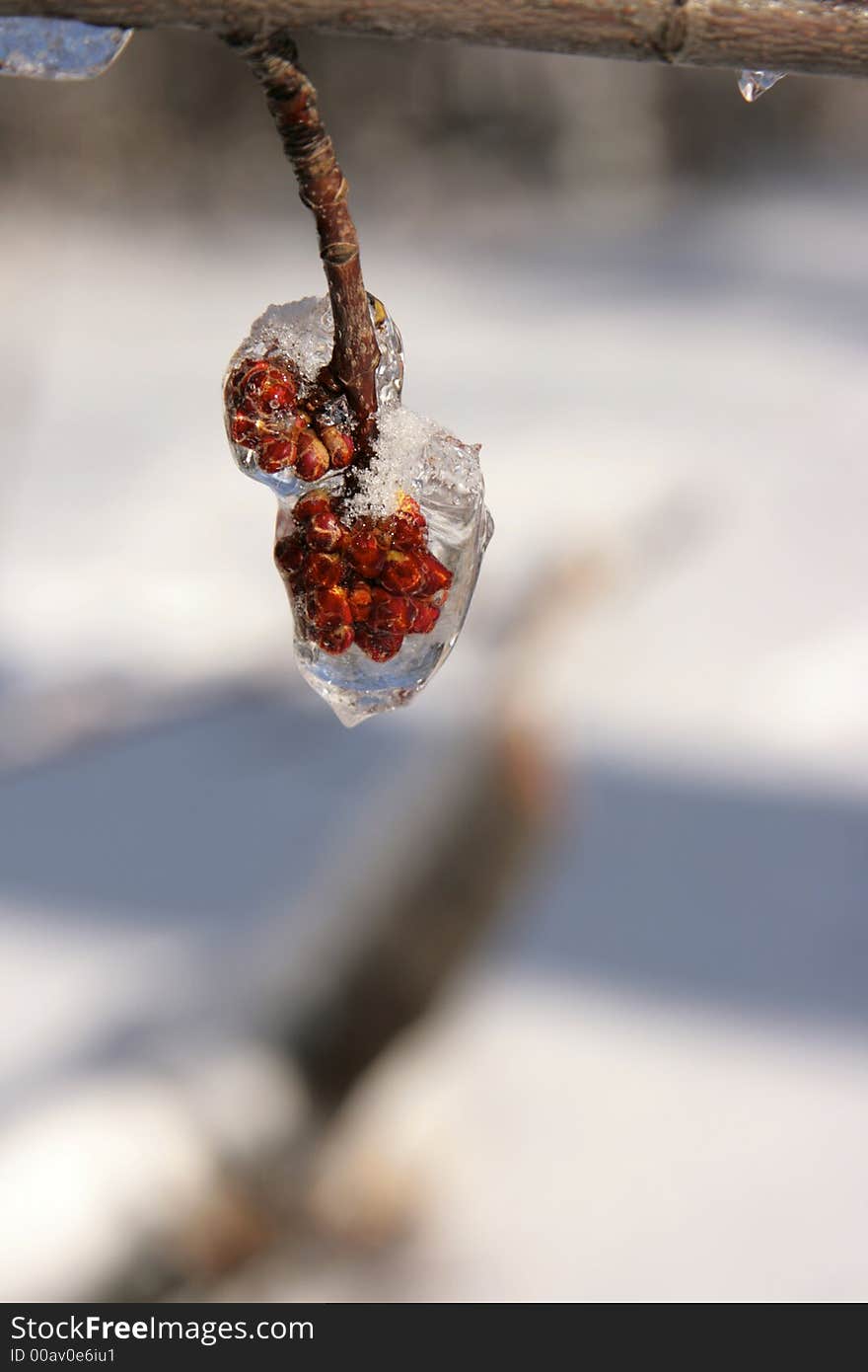 The results of the snow and ice storm that hit St. Louis, Missouri early in the winter of 2006