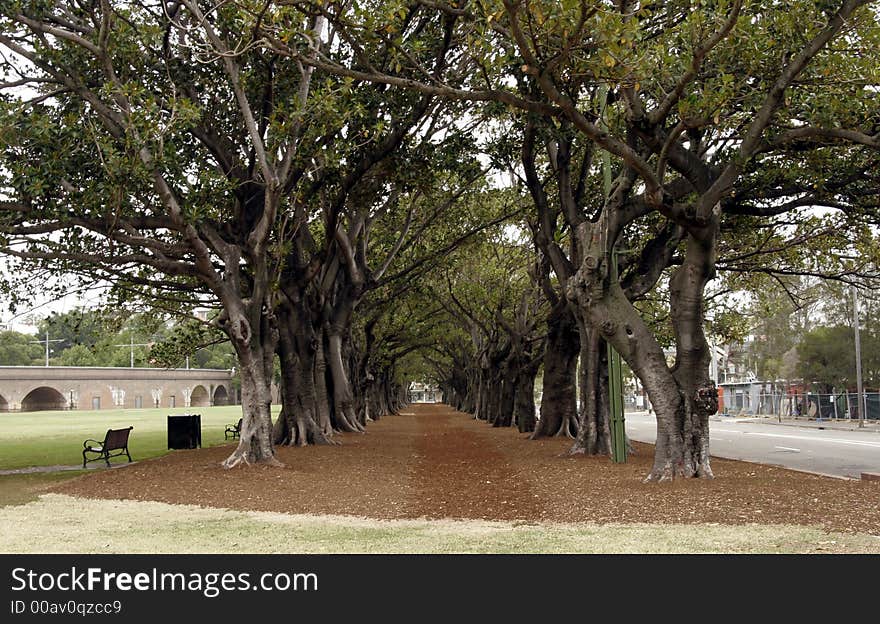 Brown Path Under A Tree Alley In A Public Park