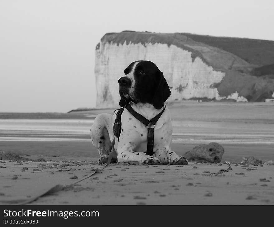 The dog is a braque d'auvergne, he is on the beach in veulettes sur mer, normandy, france