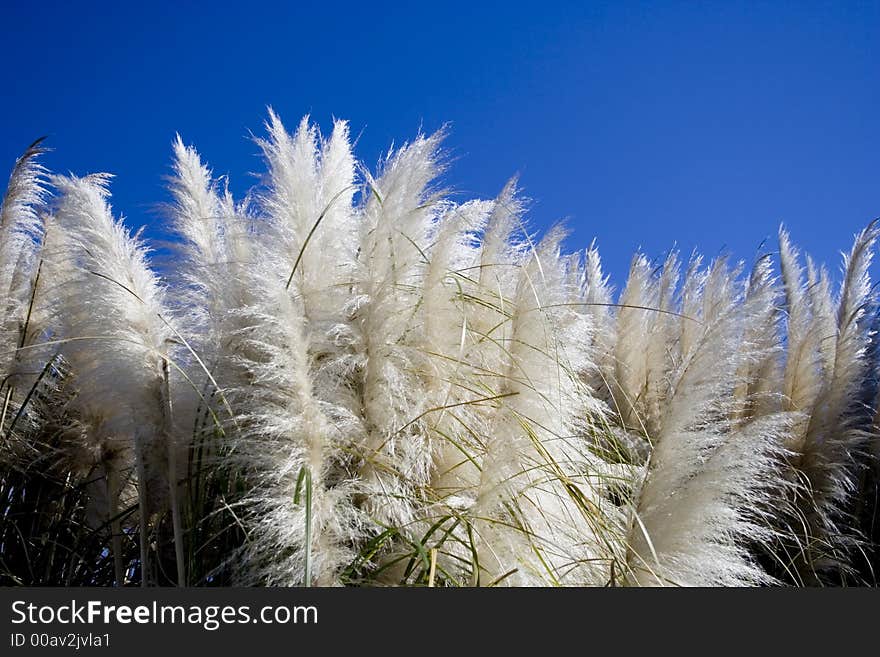 Fine downy reed and clear blue sky. Fine downy reed and clear blue sky