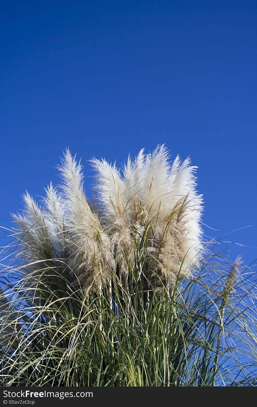 Reed And Blue Sky 2