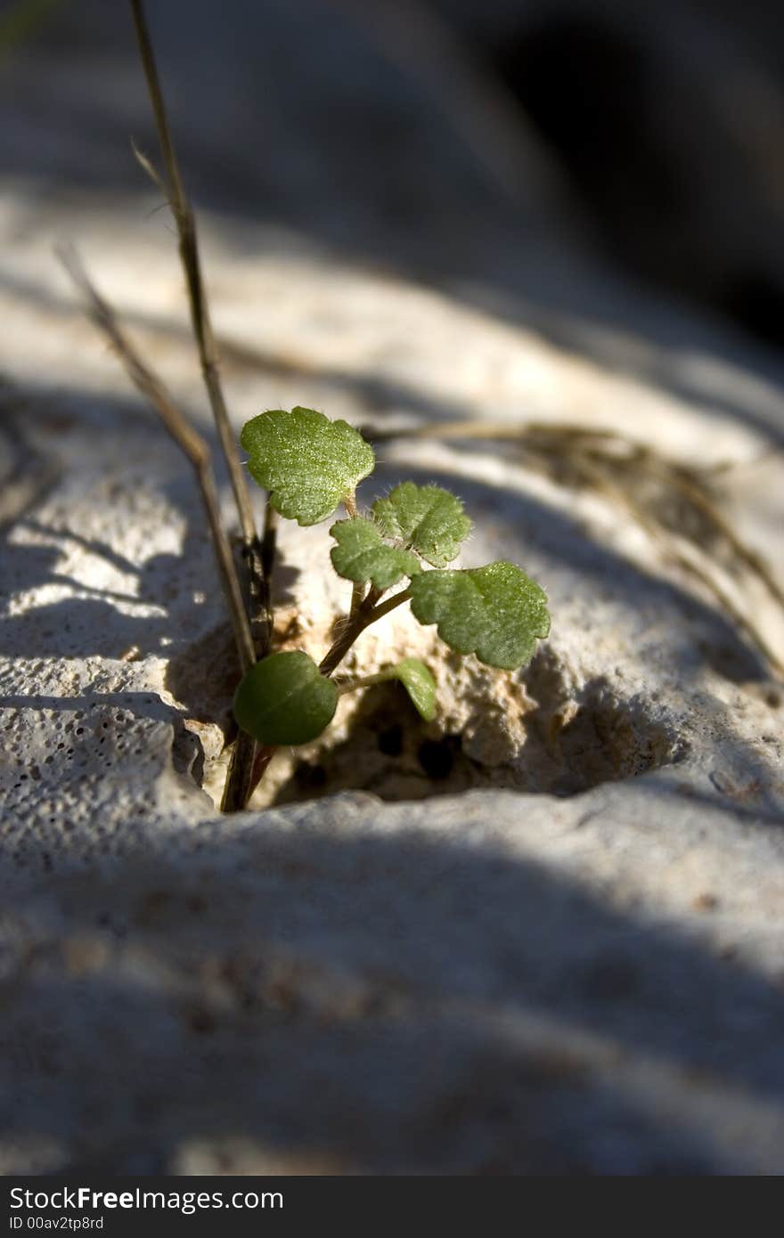 Plant and stone