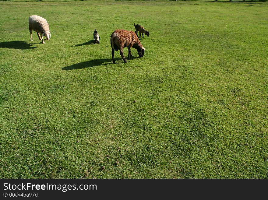 Sheeps eating Grass