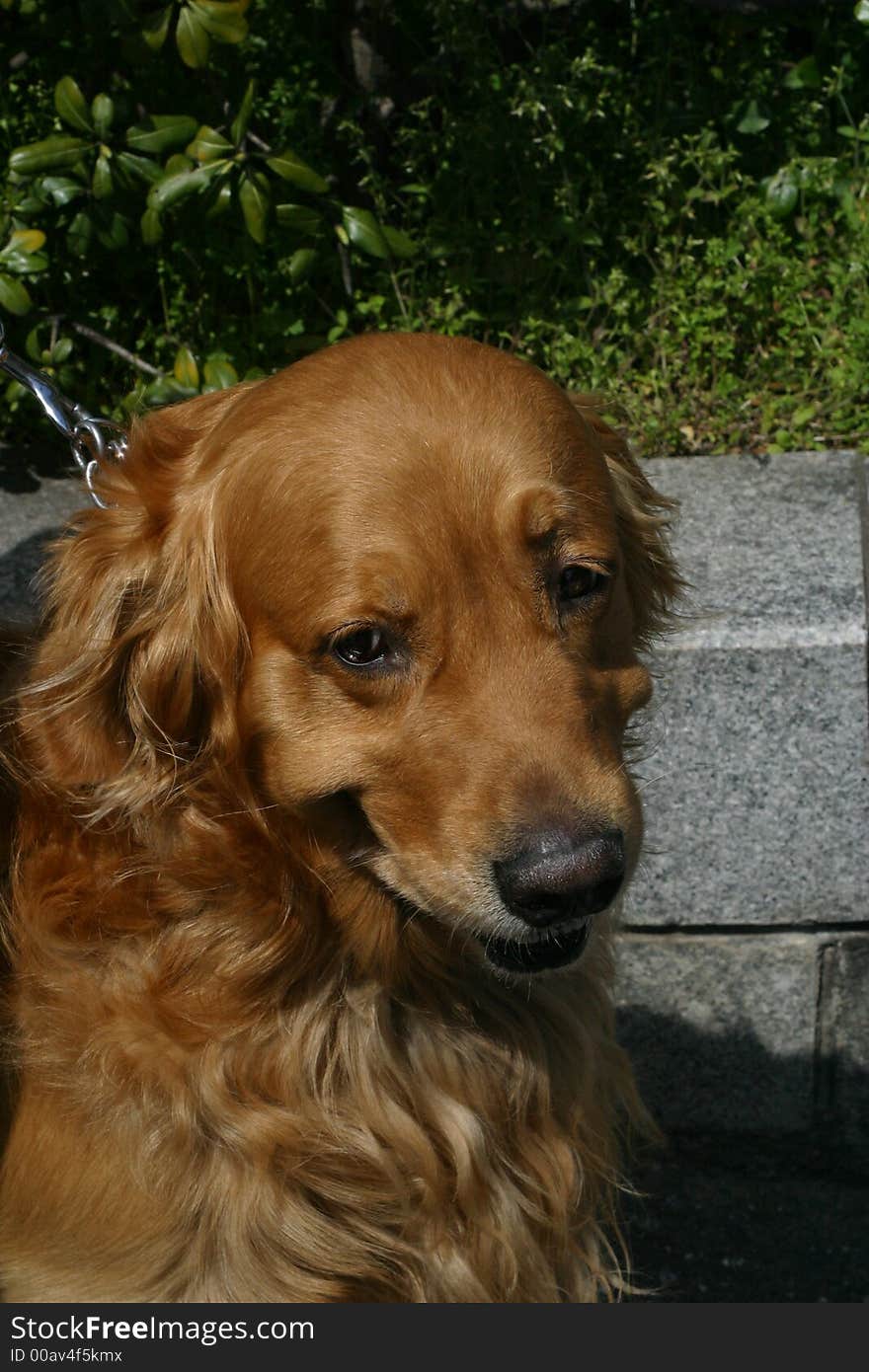 Close-up of Golden retreiver in Kamakura. Close-up of Golden retreiver in Kamakura