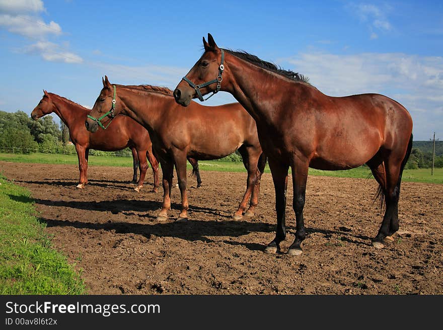 Brown horses on a pasture