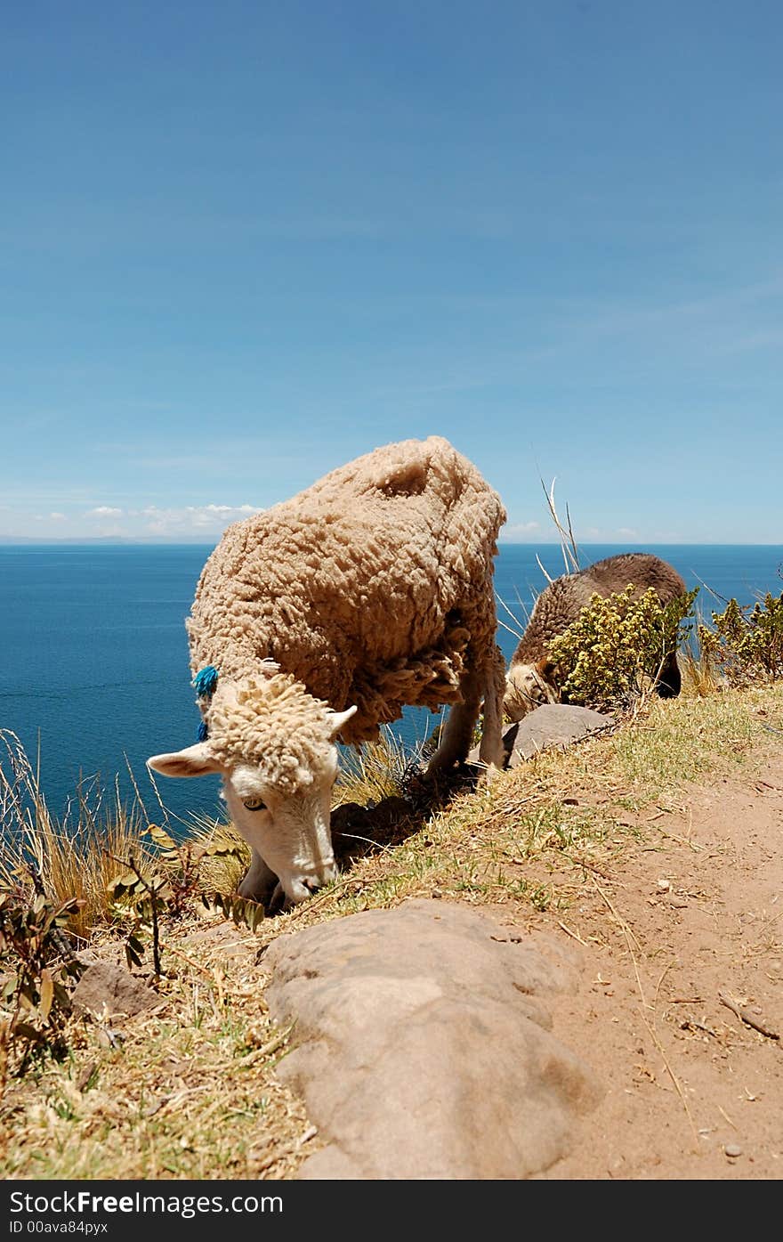 A sheep from Tequile Island on Lake Titicaca, Peru South America