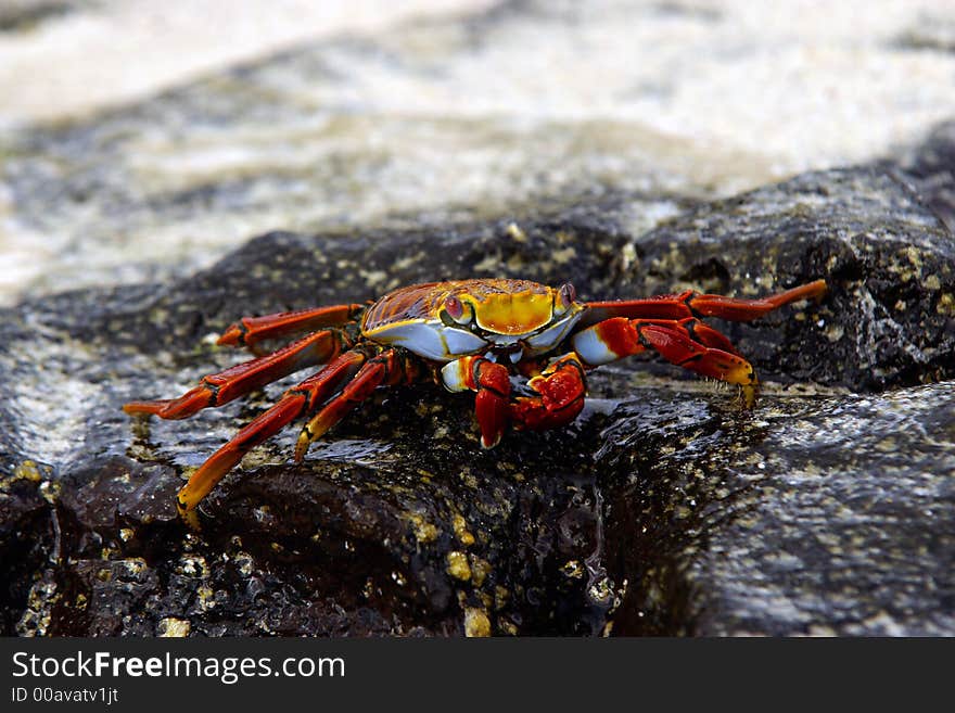 A close-up of sally lightfoot crab on Galapagos islands, Ecuador