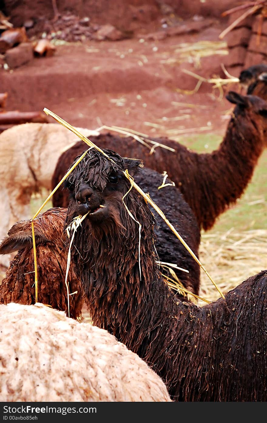 An alpaca in the Sacred Valley, Peru. An alpaca in the Sacred Valley, Peru