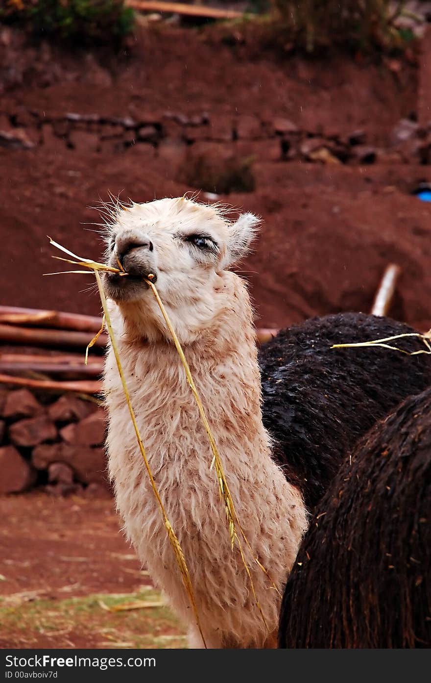 An alpaca in the Sacred Valley, Peru. An alpaca in the Sacred Valley, Peru