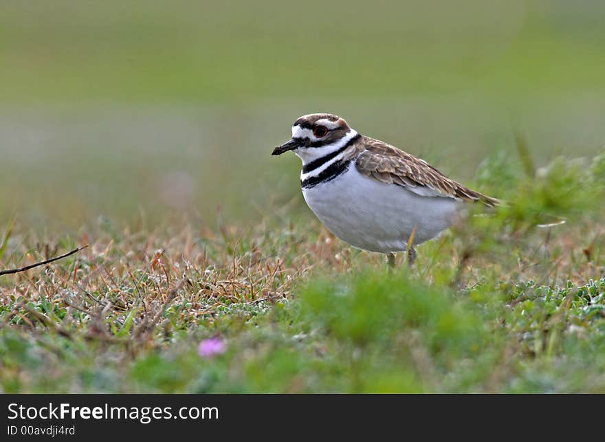 Killdeer feeding in a field.