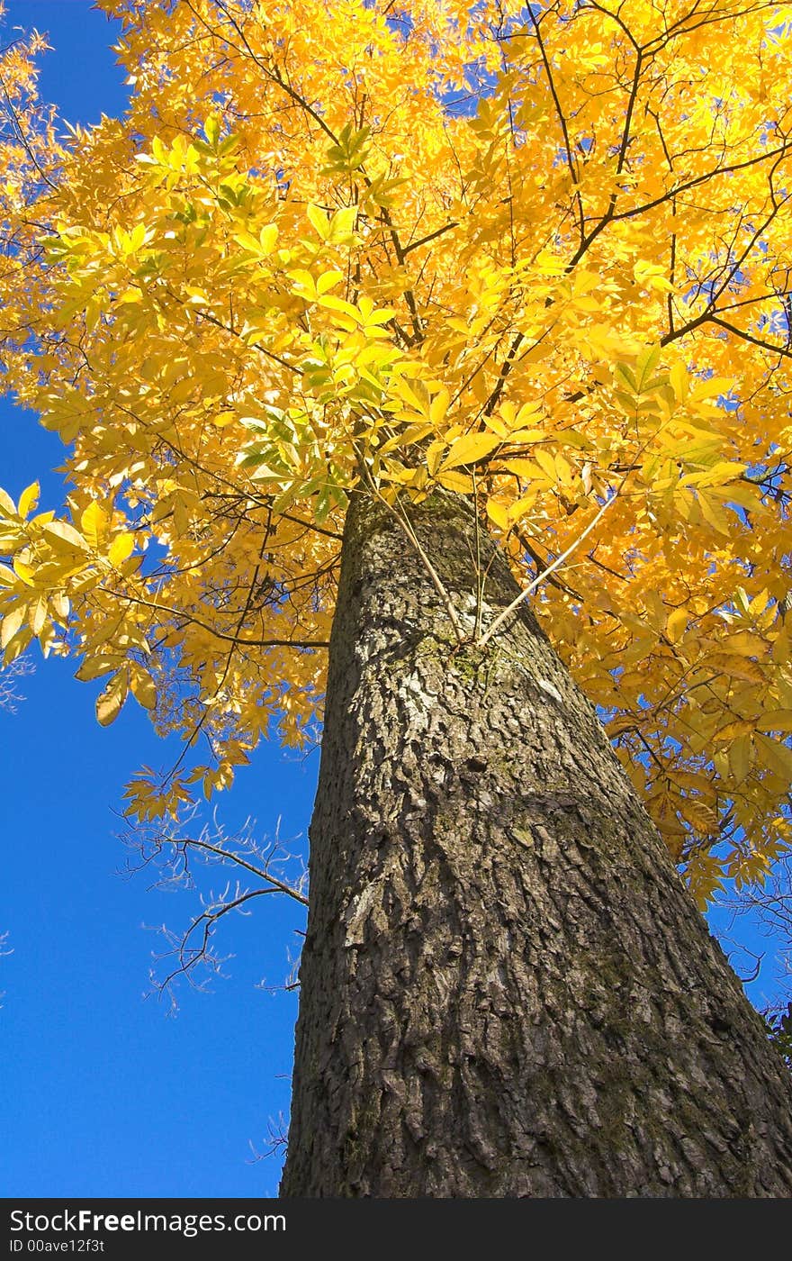 Autumn Leaves Against Blue Sky