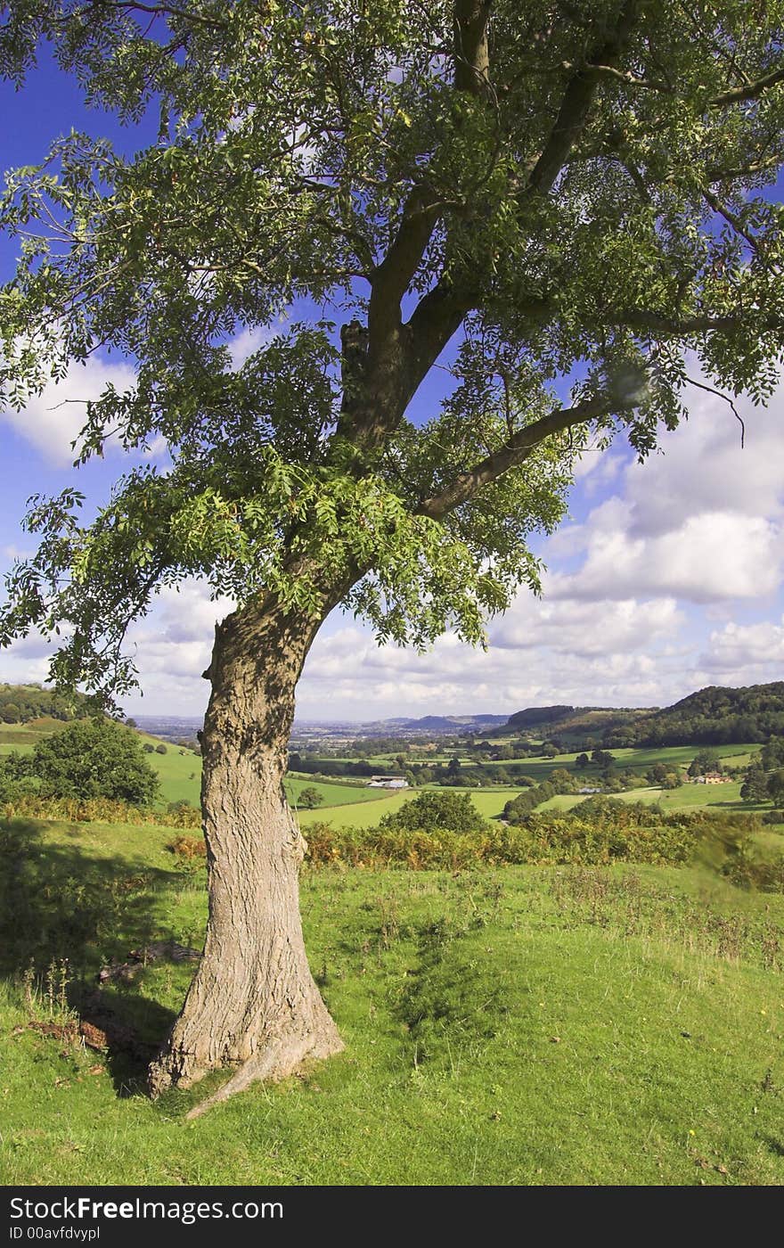 Tree On A Hill