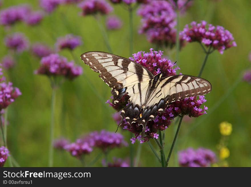 Eastern Tiger Swallowtail Butterfly