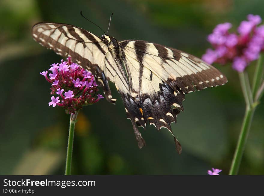 Eastern Tiger Swallowtail Butterfly