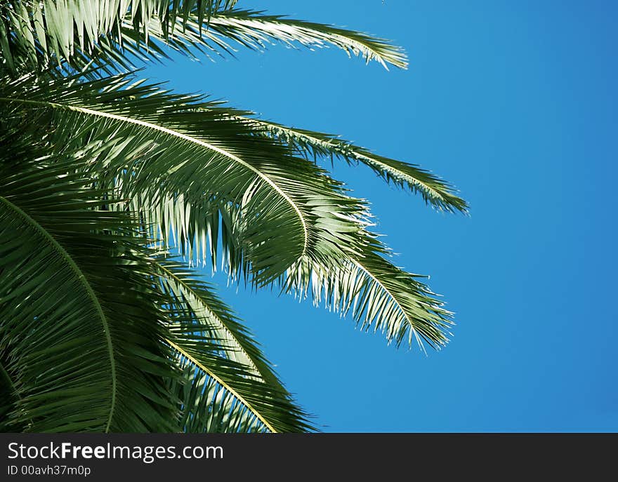 Branch of palm tree and clear blue sky. Branch of palm tree and clear blue sky