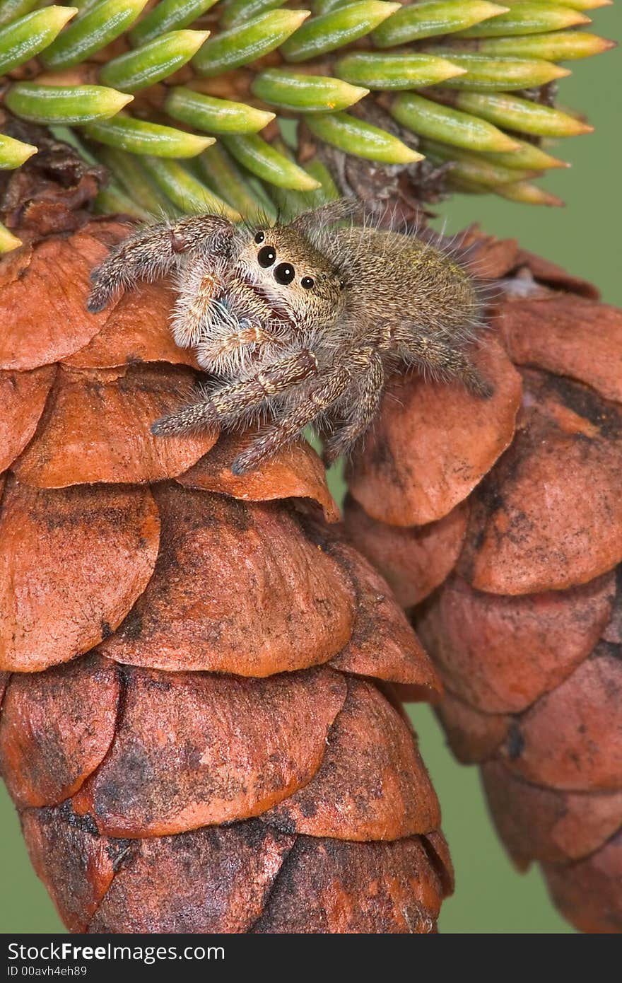 Jumping Spider On Pine Cones