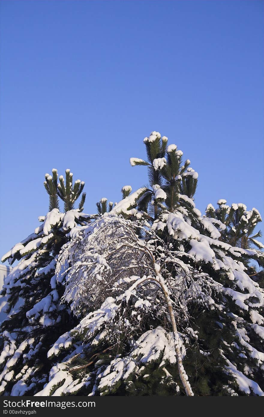 Tree with snow on branches over blue sky