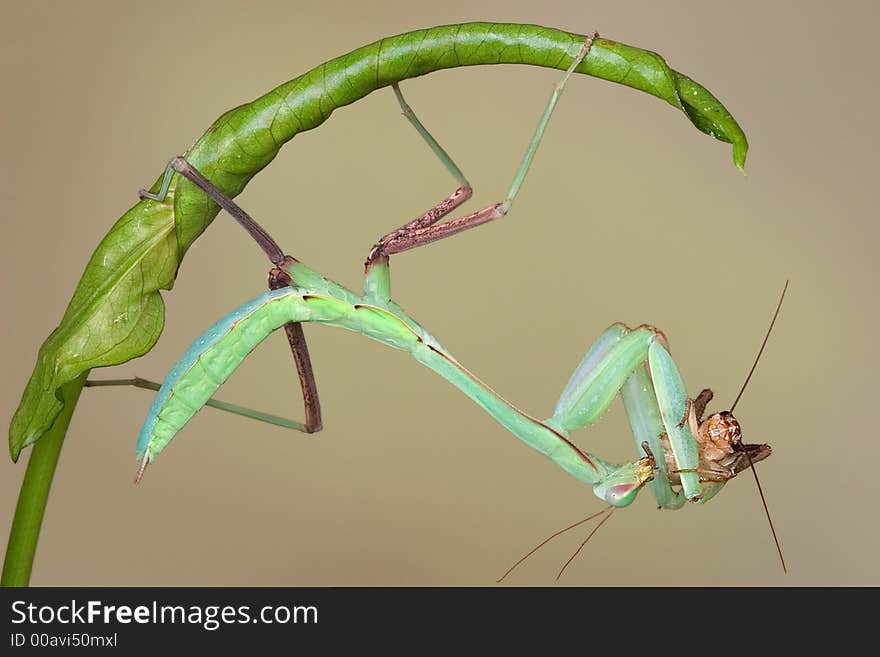 A giant asian mantis nymph is eating a cricket while hanging upside down from a rolled leaf. A giant asian mantis nymph is eating a cricket while hanging upside down from a rolled leaf.