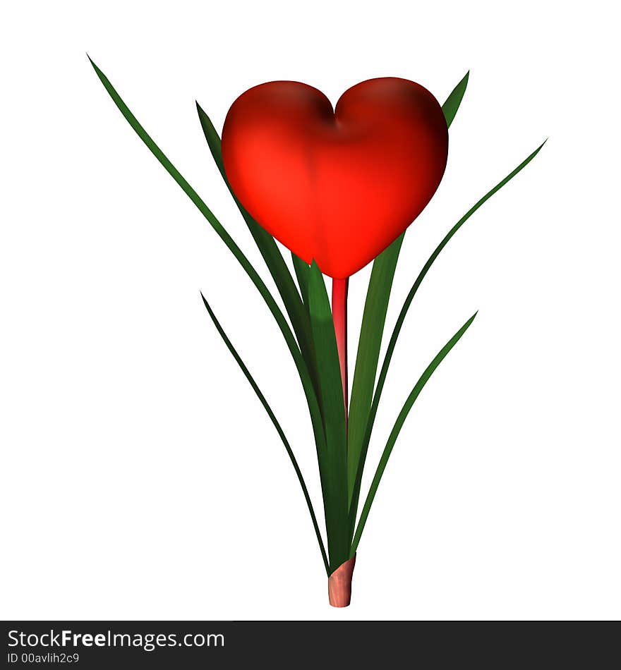 Red valentine heart in full bloom. Isolated on a white background. Red valentine heart in full bloom. Isolated on a white background.