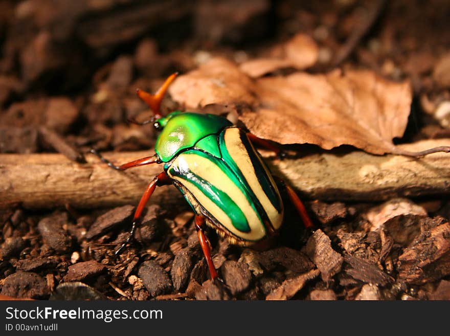 Beetle in a zoo enclosure . Beetle in a zoo enclosure