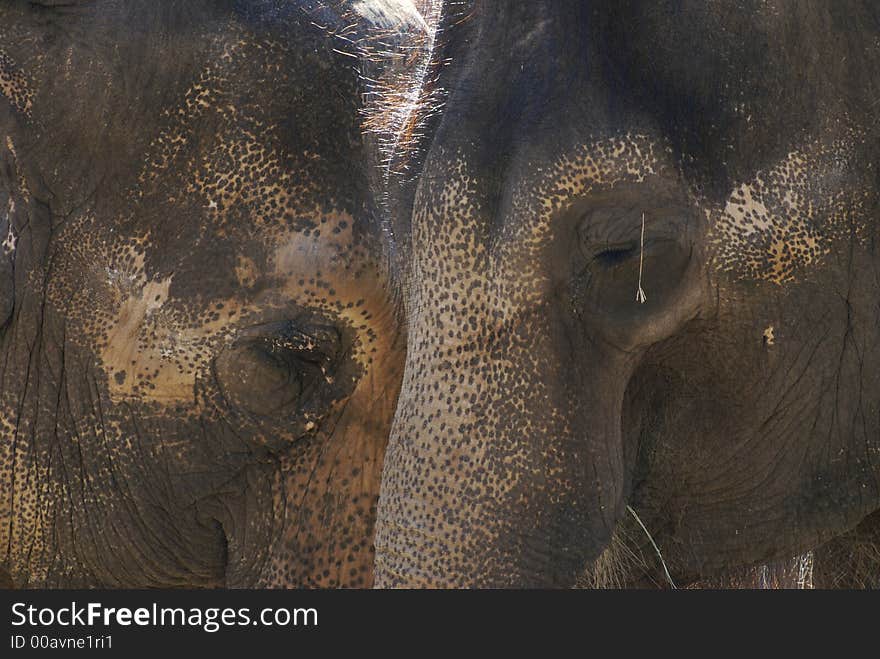 Old elephants leaning on each other for support. Old elephants leaning on each other for support.