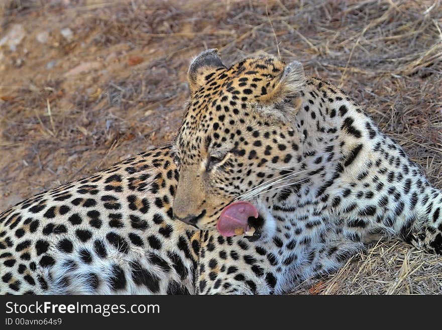 Leopard licking chops