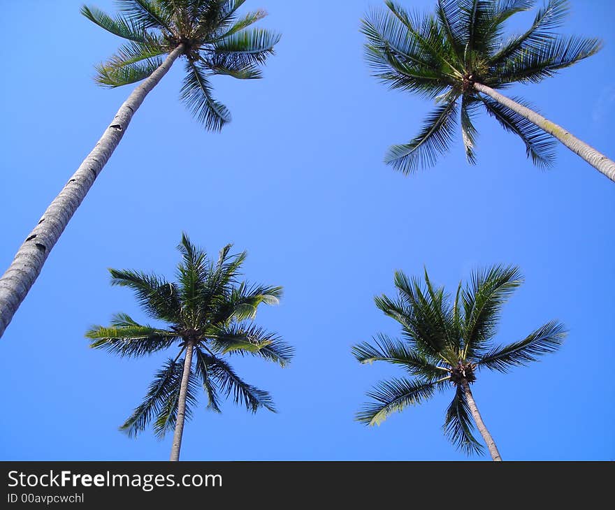 A coconut tree border or frame, good for copyspace, words, tropical designs. A coconut tree border or frame, good for copyspace, words, tropical designs