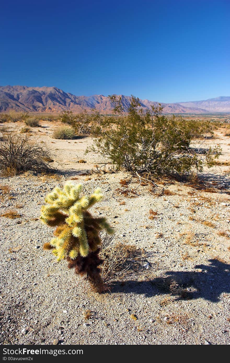 Panorama view of North American desert