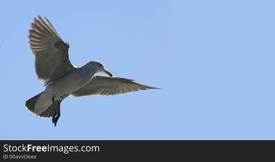 Sea gull