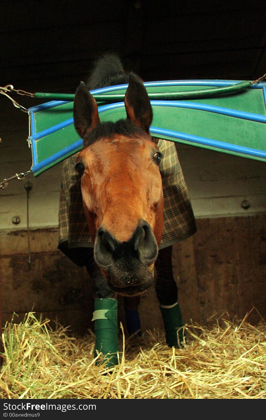 A horse leans out of his stall. A horse leans out of his stall.