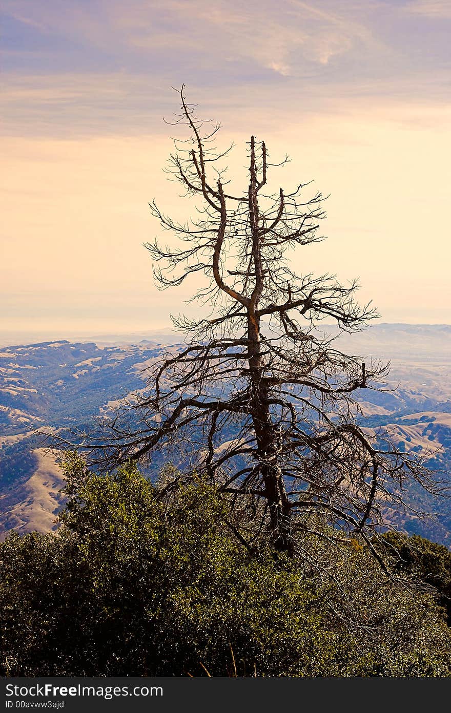 Californian desert