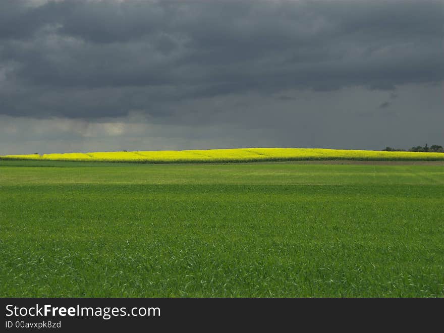 Cloud, country, countryside, field, flower, grass, green, hill, landscape, plant, rain, scene, scenery, storm, summer, tree, yellow