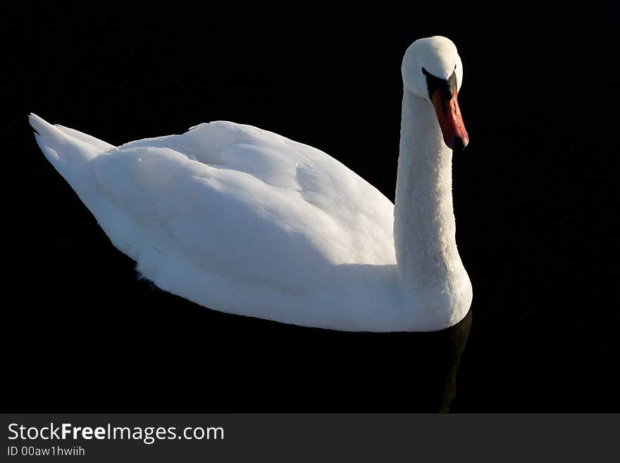 Swan