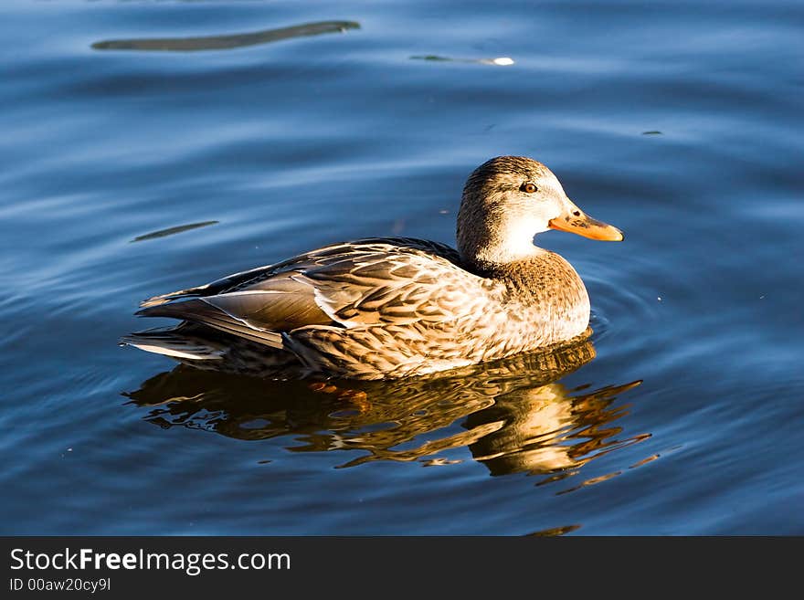 Wild duck swimming by lake. Sunset light. Vivid colors. Wild duck swimming by lake. Sunset light. Vivid colors.