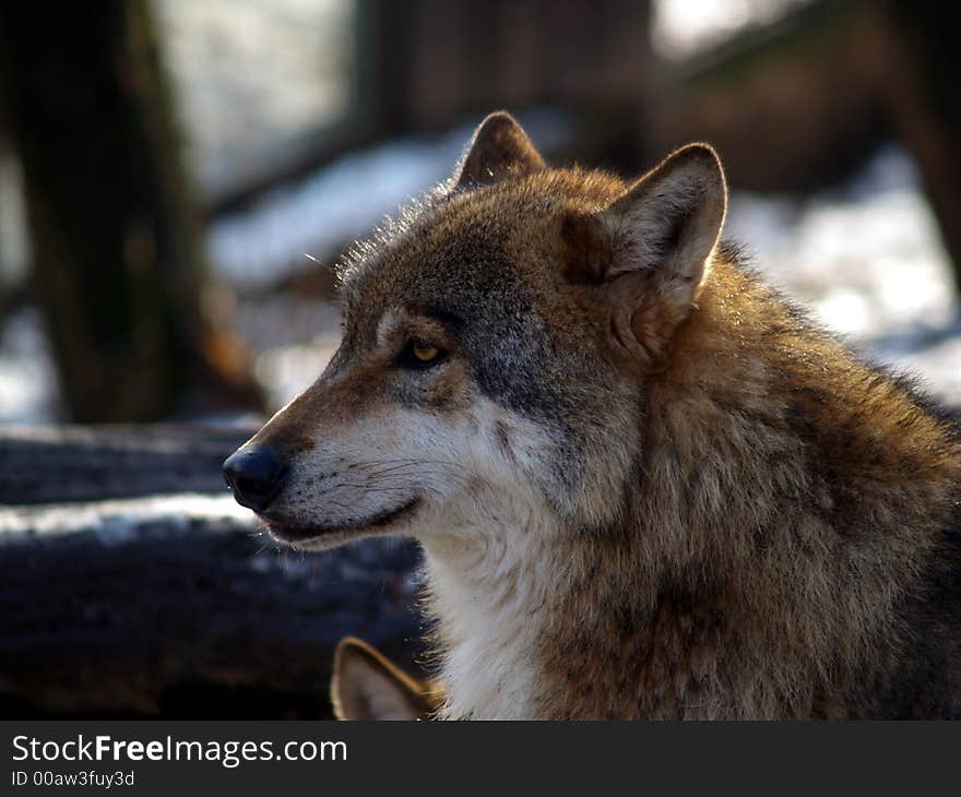 Grey wolf head (Canis Lupus). Grey wolf head (Canis Lupus)