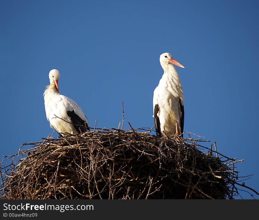 Stork nest and two storks