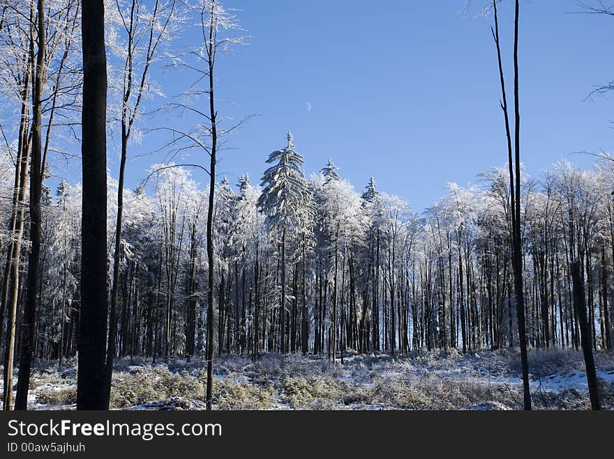 Snowy forest