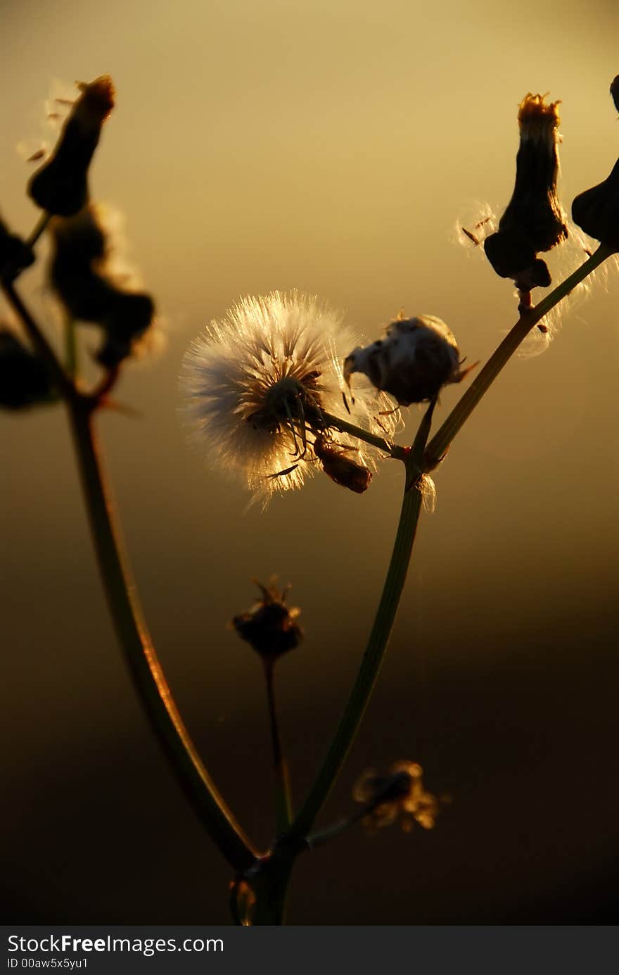 Dandelion in the morning