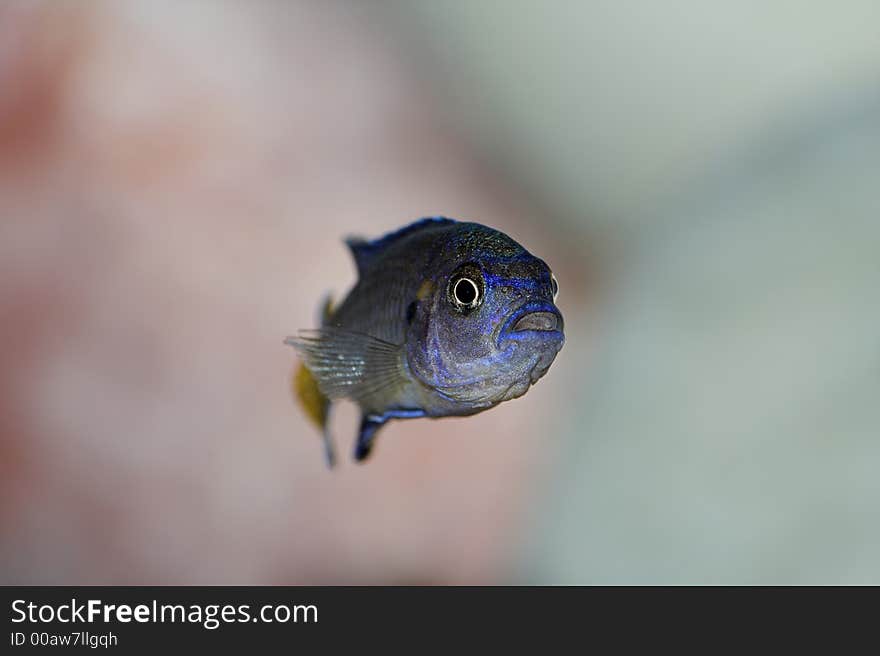 Blue malawii ciclid in aquarium