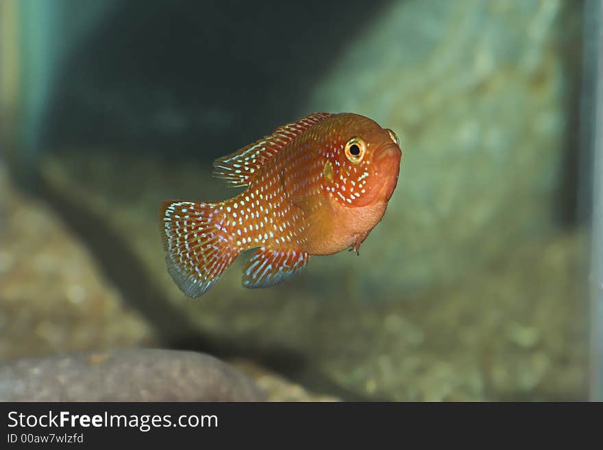 Hemichromis Lifalili malawii ciclid in aquarium