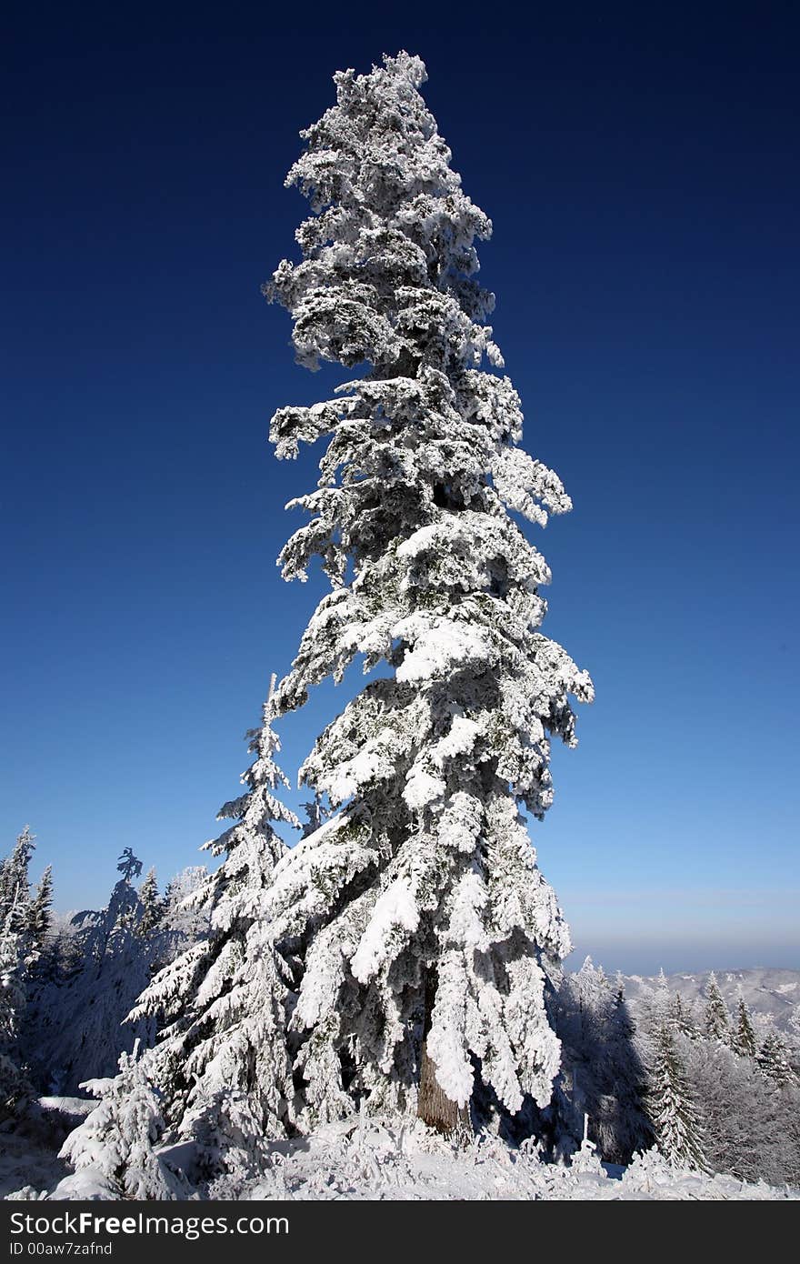 Snow tree